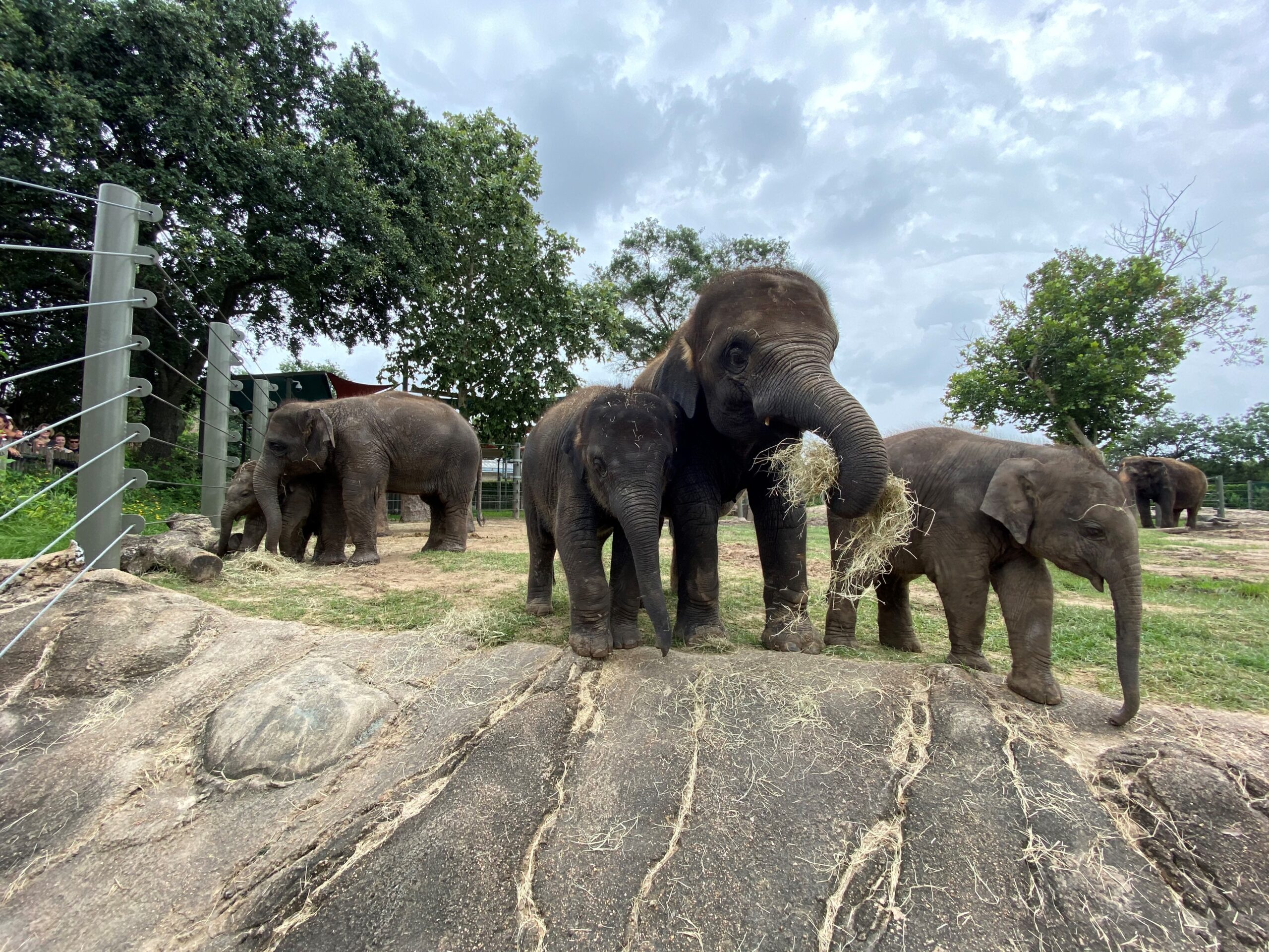 Bouncing Baby Boy Elephant, Teddy, Born at the Zoo - The Houston Zoo
