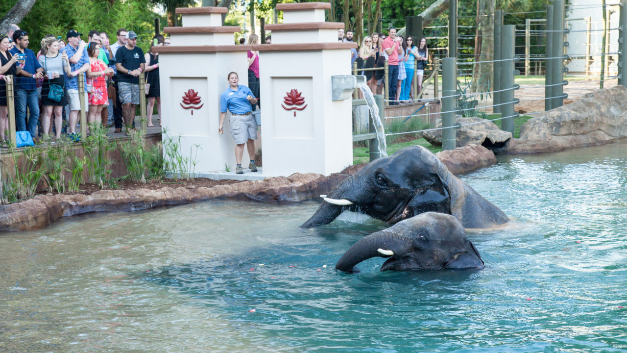 McNair Elephant Habitat Area - The Houston Zoo