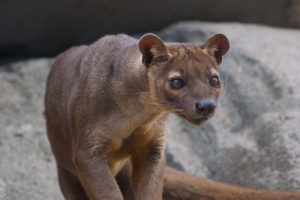 Member Morning: Carnivores