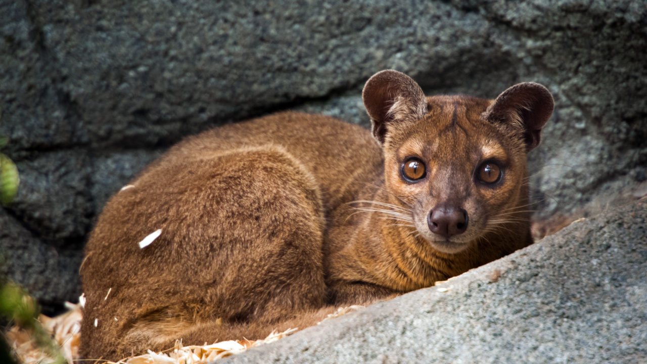 up-close shot of fossa native to madagascar