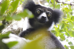 Saving Lemurs in Madagascar with KPRC