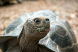 Galápagos Islands: Member Preview Days