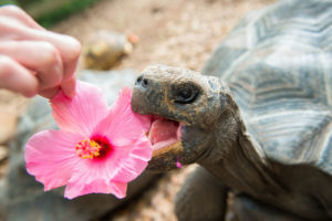Zoo Sprouts! Toddling Tortoises! (18-23 month olds)