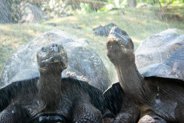 Stay Cool at Houston Zoo