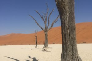 The Art of Camera Trapping