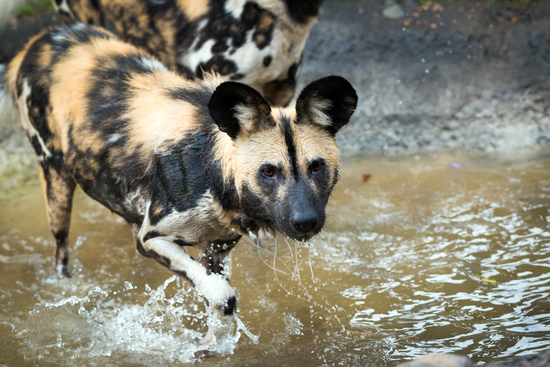 A Closer Look at the African Painted Dogs - The Houston Zoo