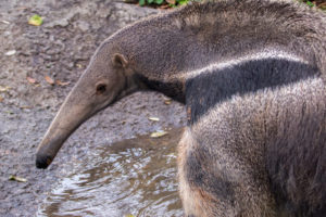 Pantanal Pals