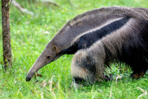 Giant Anteater