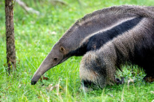 Giant Anteater