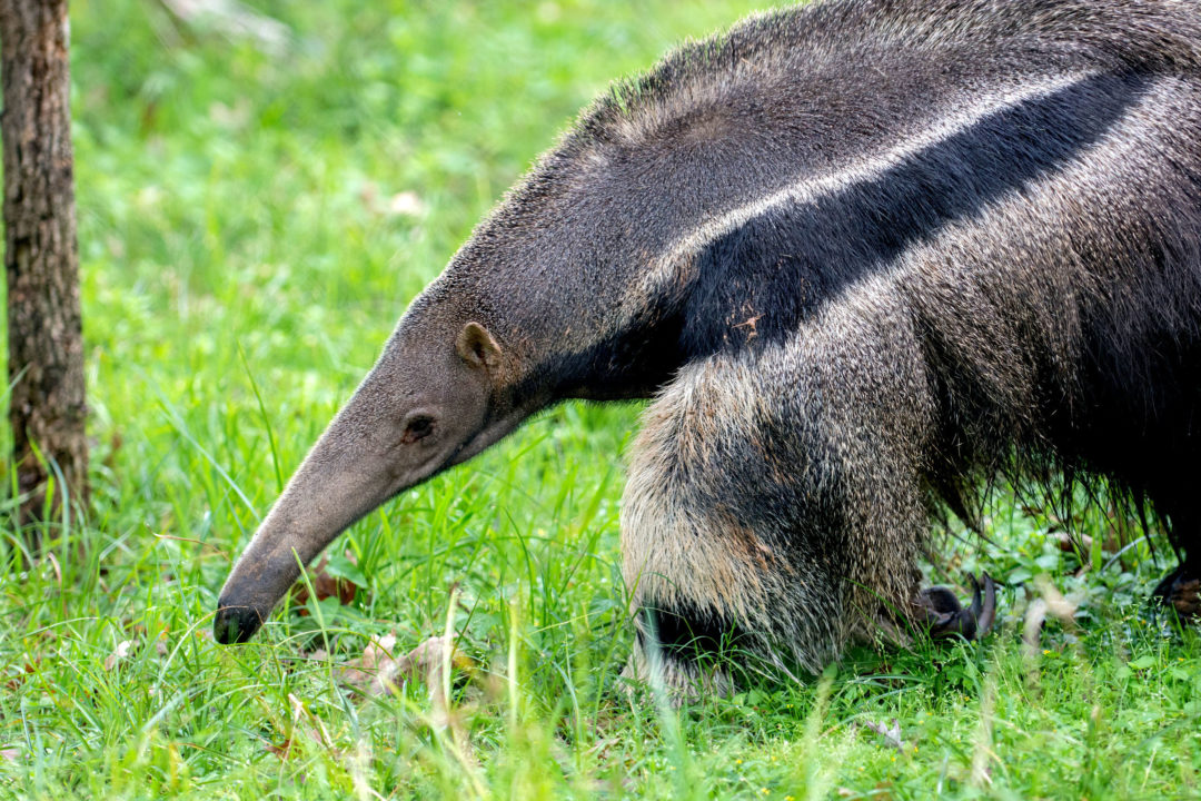 Donate to Save Animals in the Wild - The Houston Zoo Donate to Save Animals in the Wild - The Houston Zoo