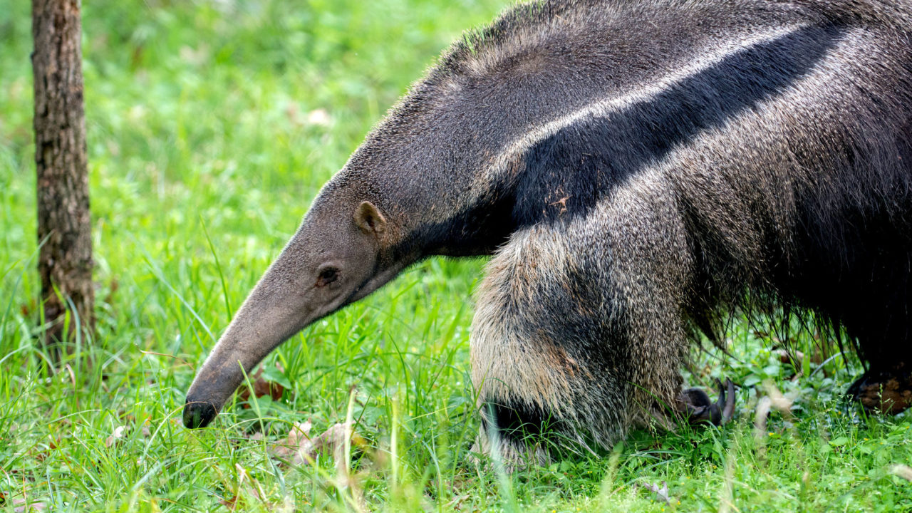 giant anteater tongue