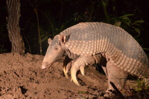 In the Field: Celebrating World Armadillo Day in Brazil