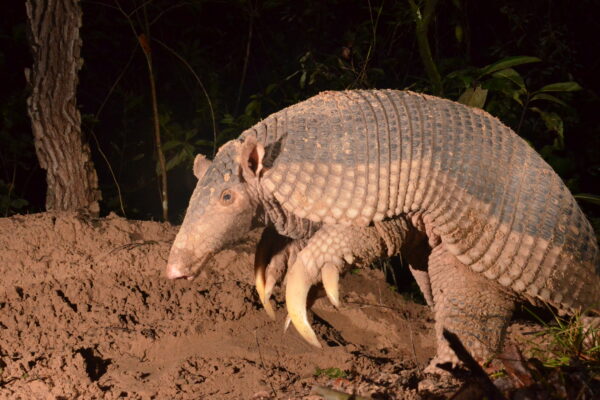 In the Field: Celebrating World Armadillo Day in Brazil