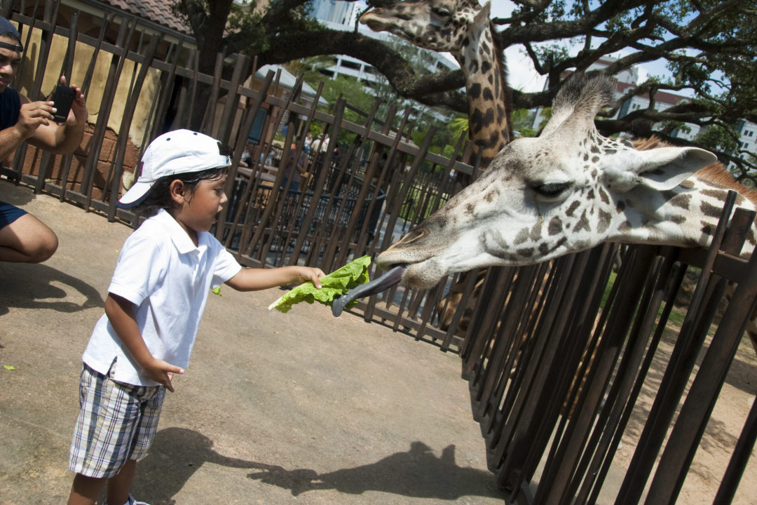 virtual field trip to zoo for kindergarten