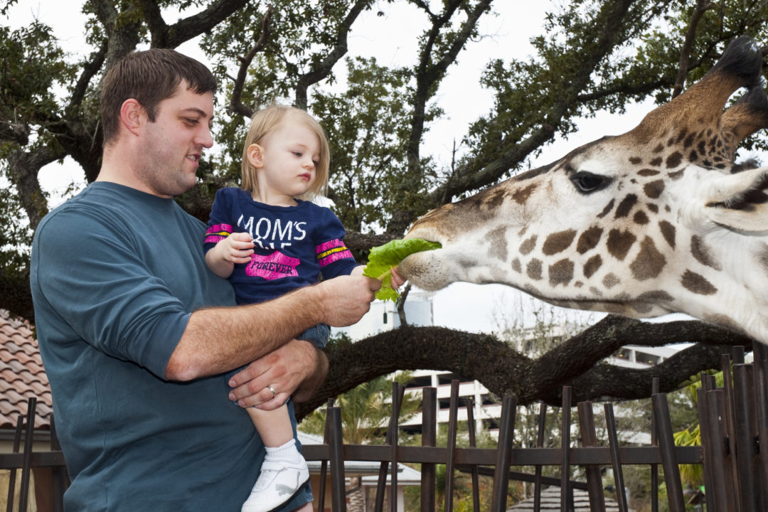 Exhibits The Houston Zoo