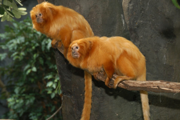 two golden lion tamarin monkeys sitting on tree branch