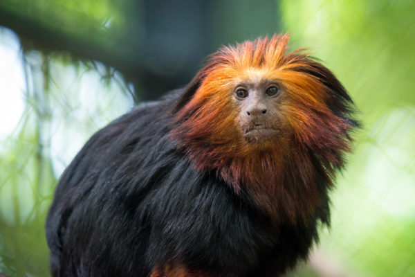 up-close shot of golden lion-headed tamarin monkey
