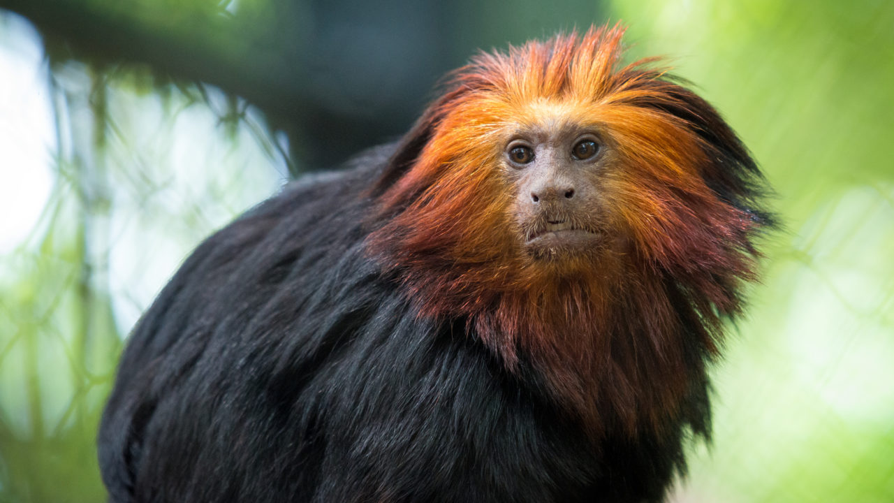 Suzy s Animals Of The World Blog THE GOLDEN LION TAMARIN