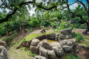 Evening Chill: African Forest Gorillas and Chimpanzees