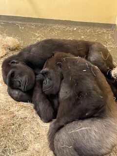 gorillas cuddling indoors