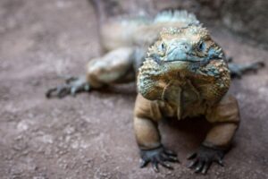 Grand Cayman iguana