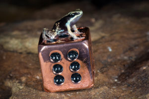 Green Mantella Froglets Are Baby New Year Times Eleven