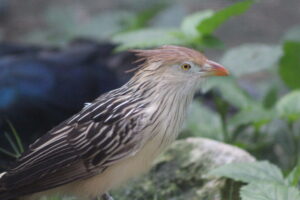 Celebrating International Cuckoo Day