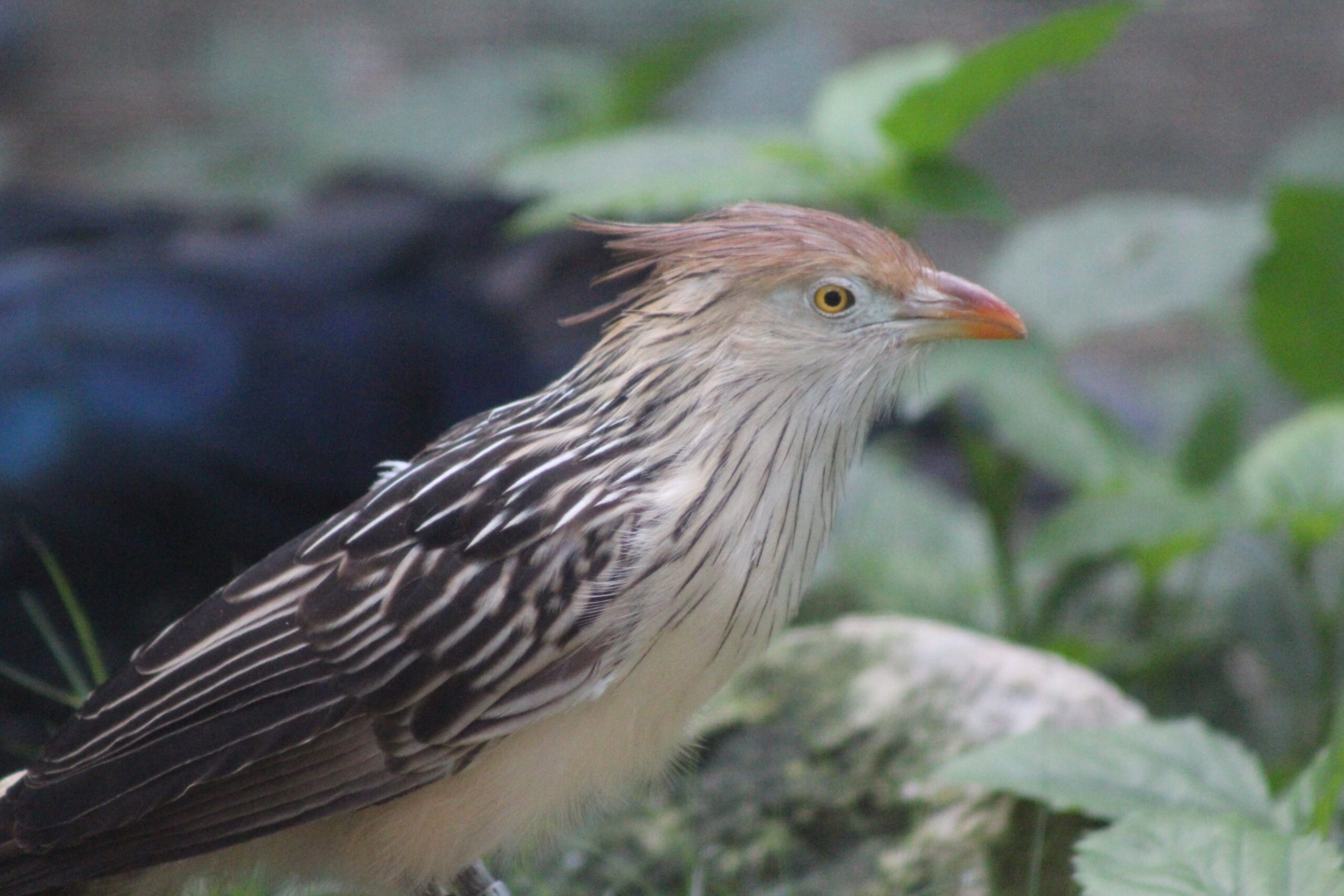 Celebrating International Cuckoo Day - The Houston Zoo