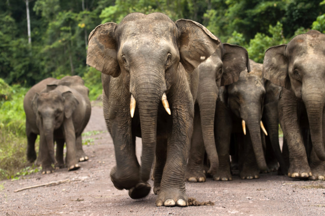 Asian Elephant - The Houston Zoo