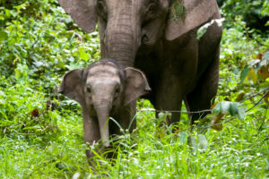 Three U.S. Zoos Team Up to Save Rare Borneo Elephants
