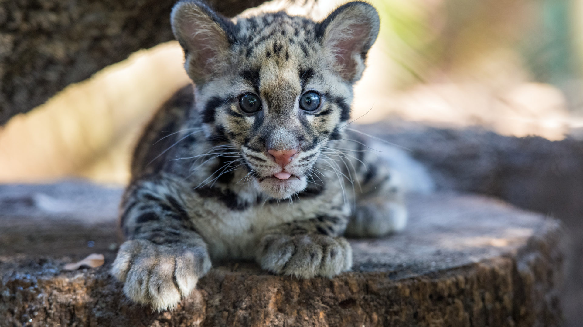 houston zoo membership log in