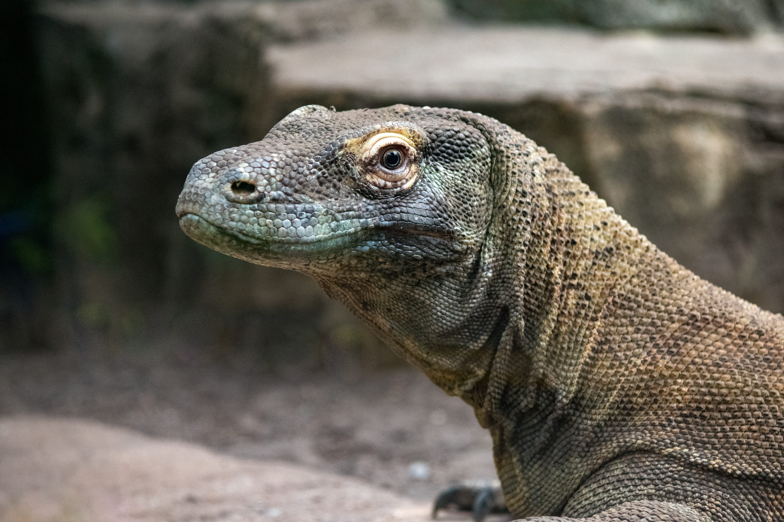 Member Morning - The Houston Zoo