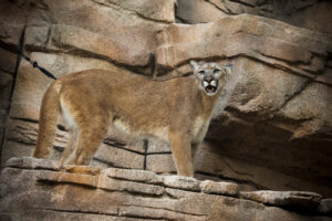 Mourning the Loss of Beloved Female Cougar, Haley