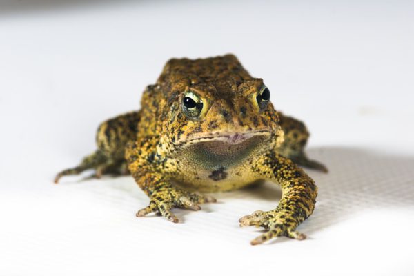 The Endangered Houstonian: Houston Toad Populations on the Road to Recovery