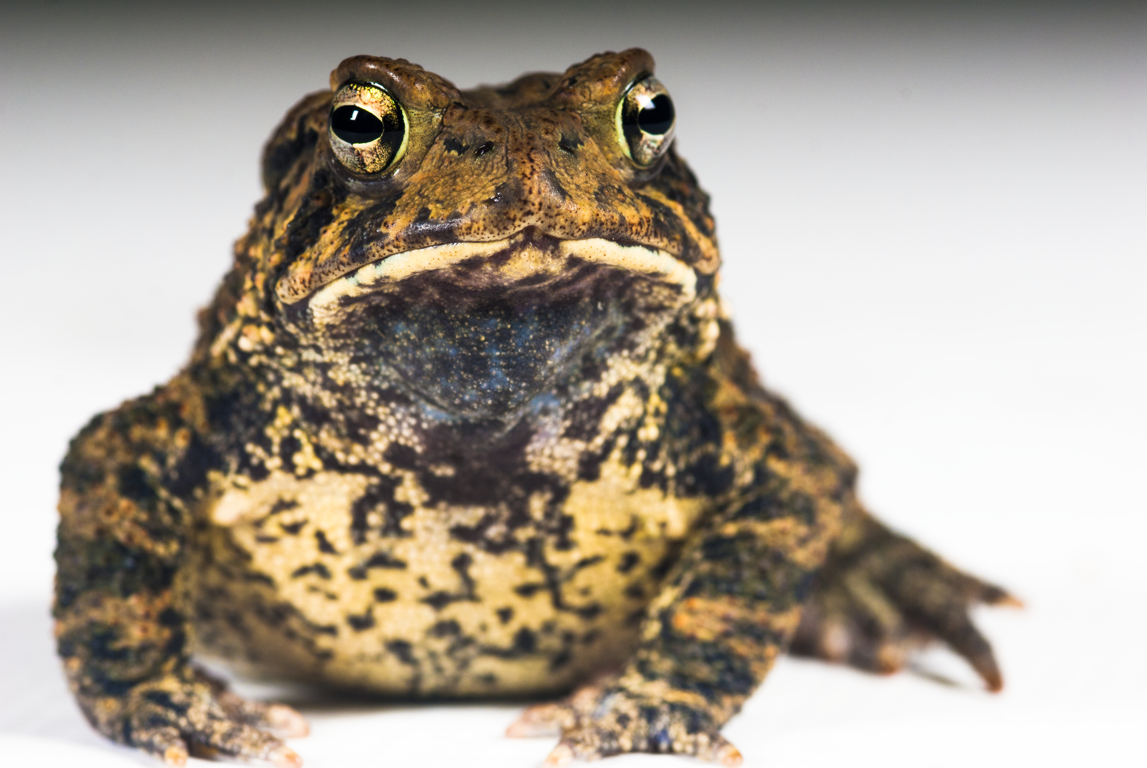 Houston Toad Breeding Season Begins - The Houston Zoo