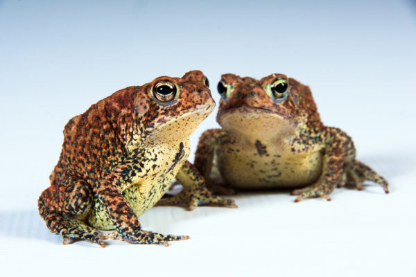 two Houston toads sitting next to each other