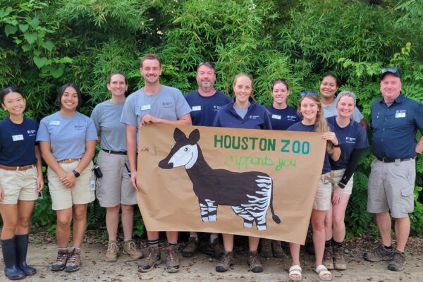 Houston Zoo’s Crisis Fund Answers the Call to Support Okapi Partner