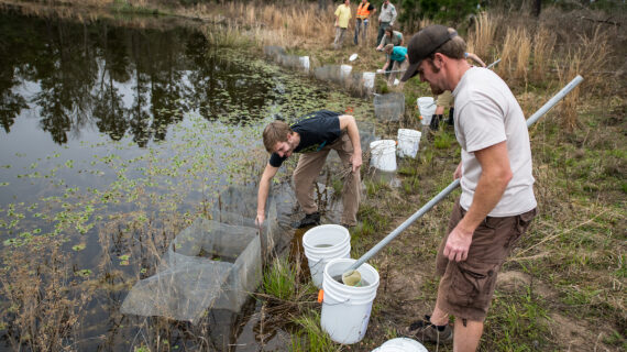Houston Zoo released more than one million Houston toad eggs into Bastrop County habitat — one of the program's most productive seasons on record.