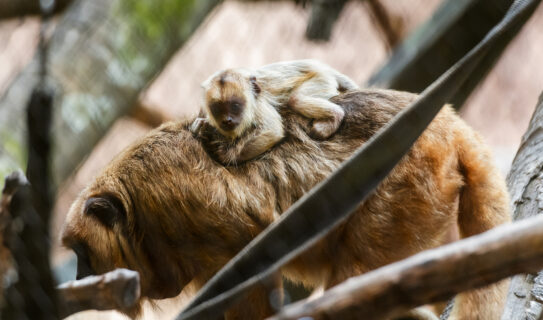 Howler monkey Tuve and mother Charlie at Houston Zoo South America's Pantanal habitat