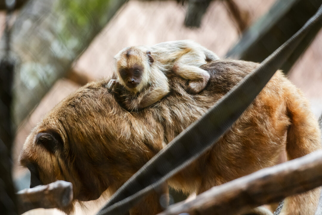 Mom and baby howler monkey at Houston Zoo