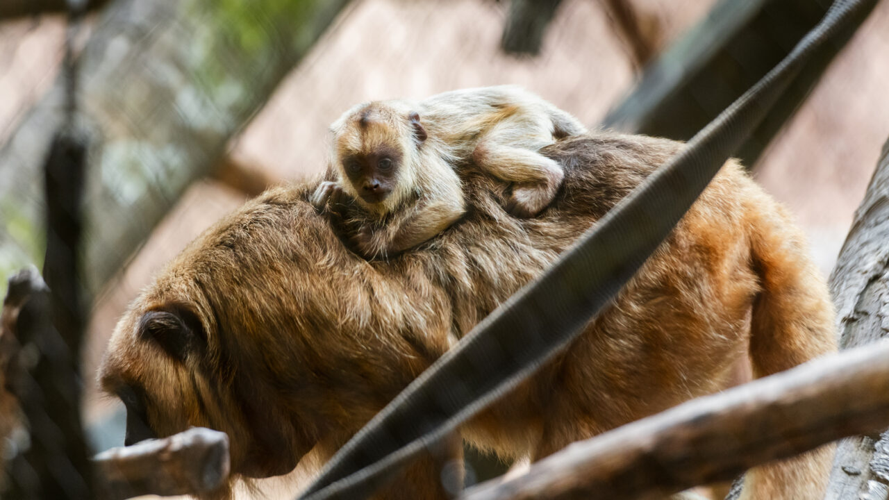 Mom and baby howler monkey at Houston Zoo