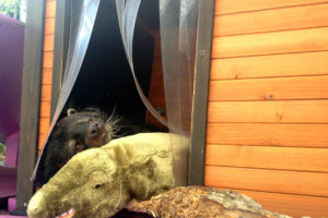 Hannah the Binturong