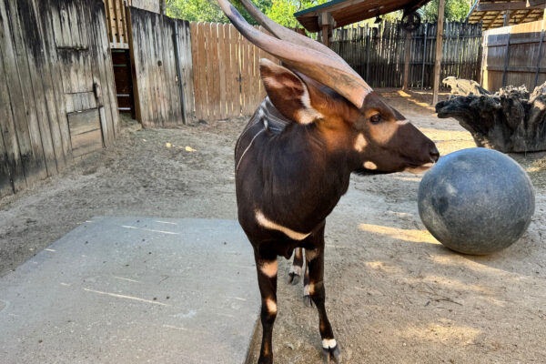 Bongo Harris’ Journey to Taipei Zoo