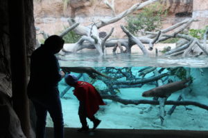 Water Wonders