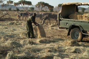 Houston Zoo’s Crisis Fund Provides Aid to Grevy’s Zebra