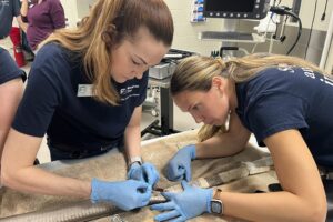 Veterinary Technician Appreciation Week