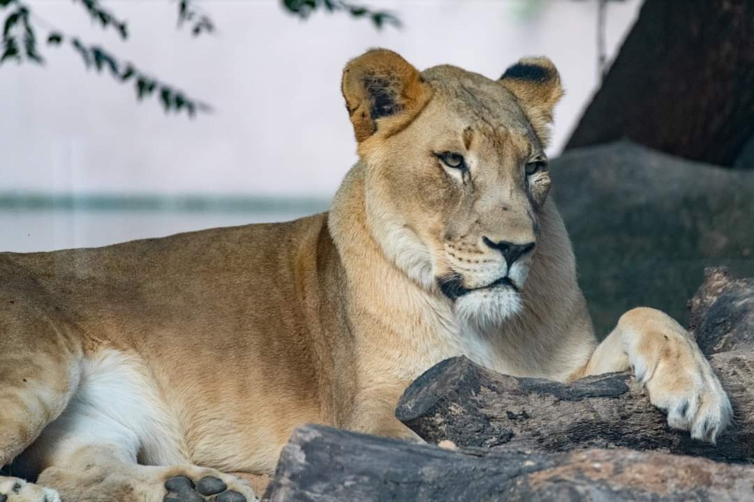 Houston Zoo Mourns the Loss of Female Lion - The Houston Zoo