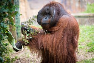 borneo orangutan