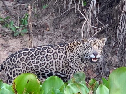 Jaguar - The Houston Zoo