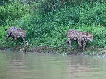 Jaguar, Other